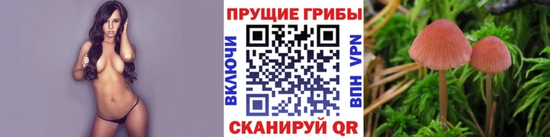Галлюциногенные грибы Psilocybe  Купить  Сольвычегодск 